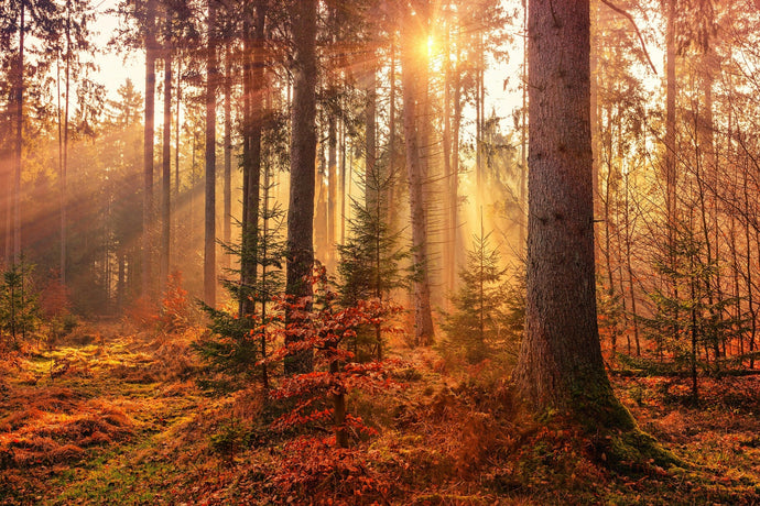 🍂 Für den Herbst dekorieren – Zwischen Tradition und zeitloser Eleganz